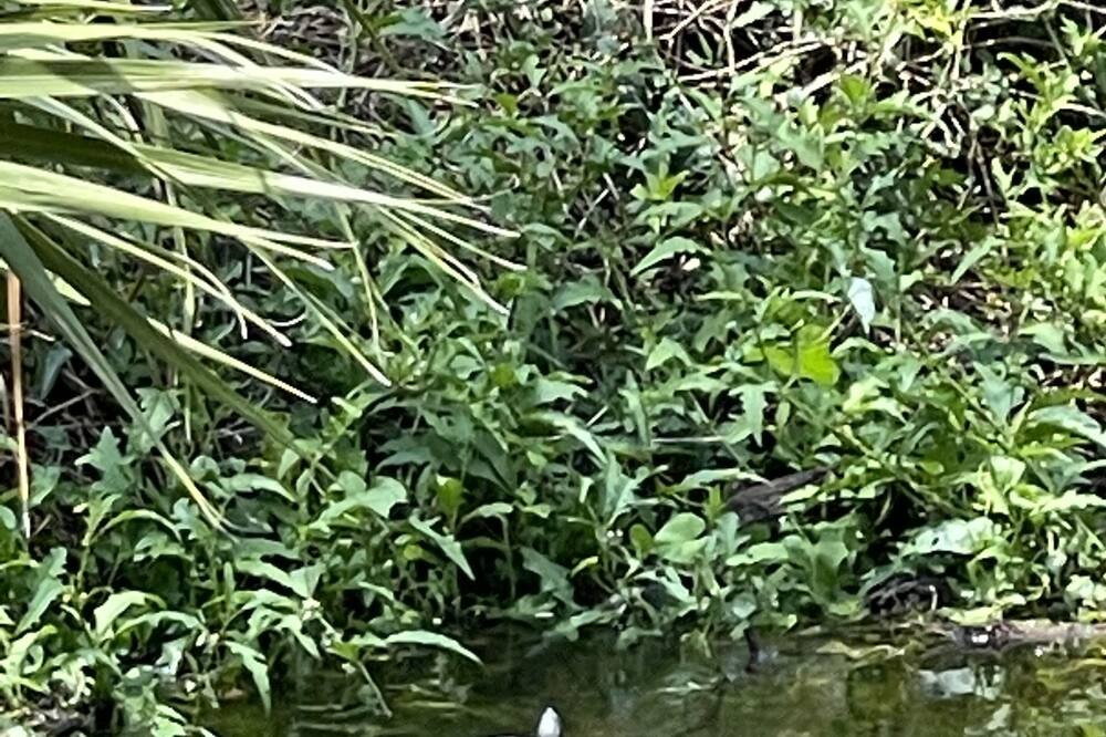 Photo of Outdoor in Arcadia