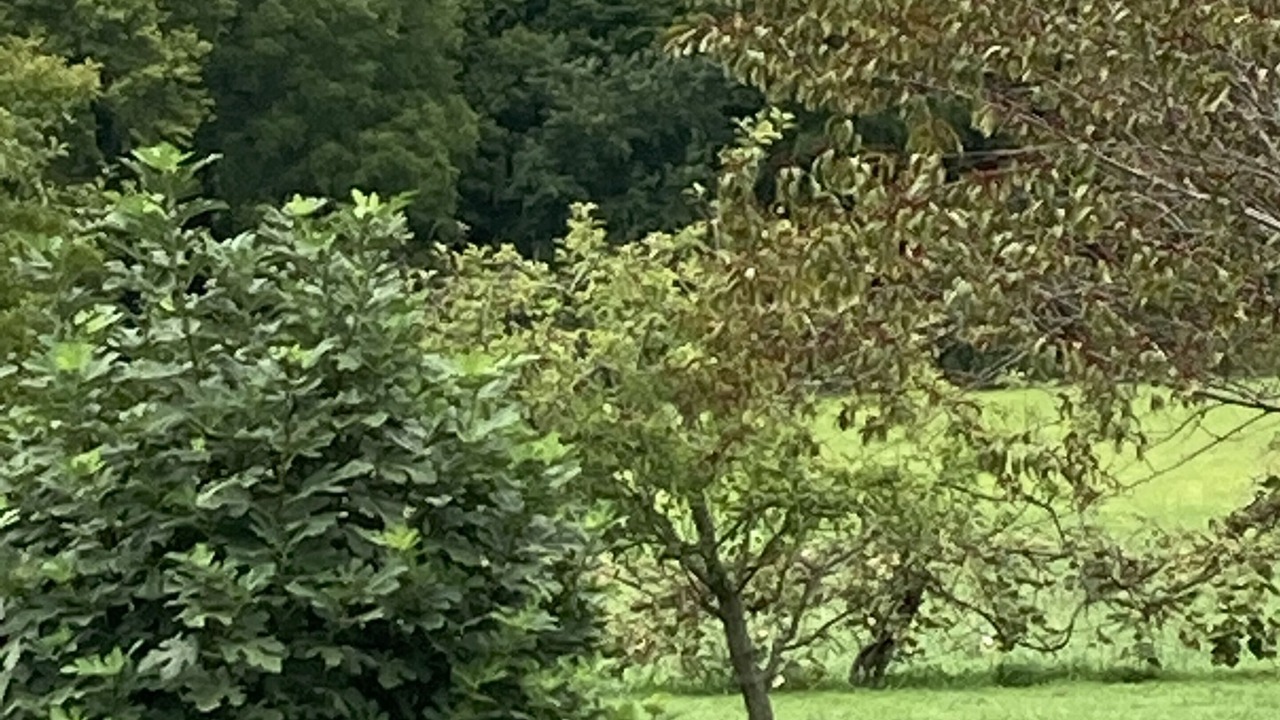 Photo of Outdoor in Elkins