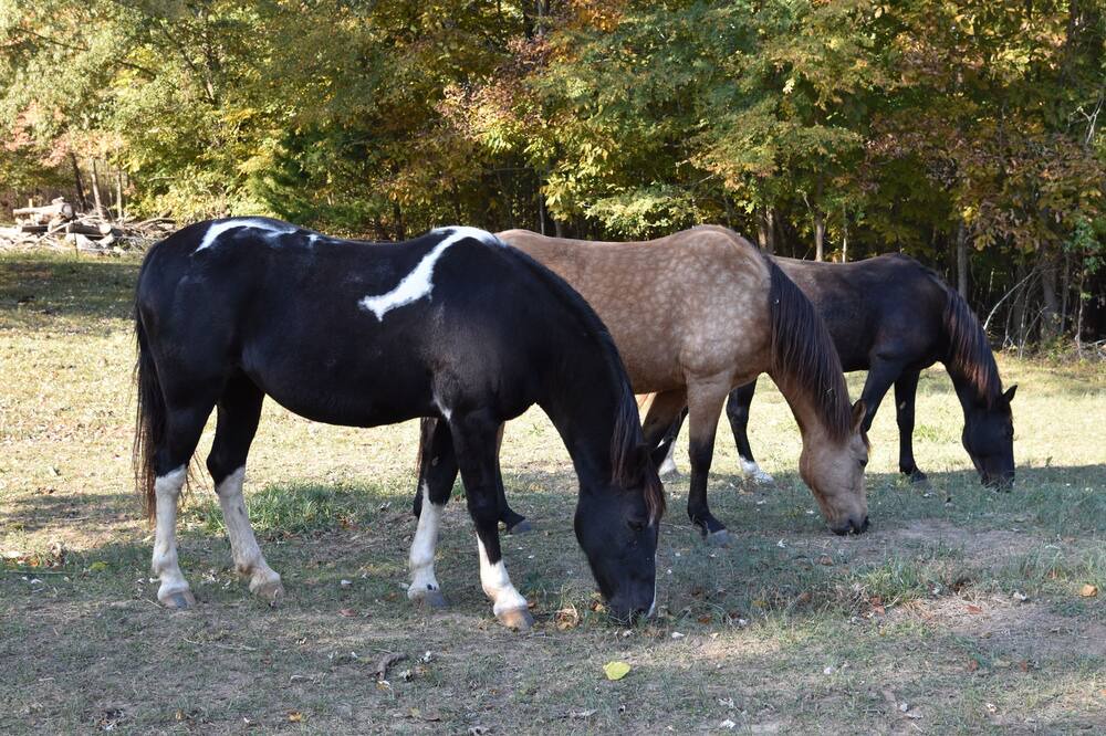 Photo of Others in Clarksville