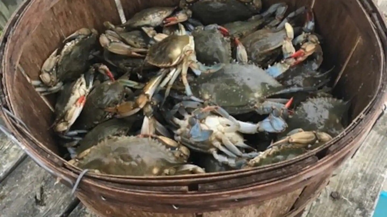 Photo of Outdoor in Piney Point