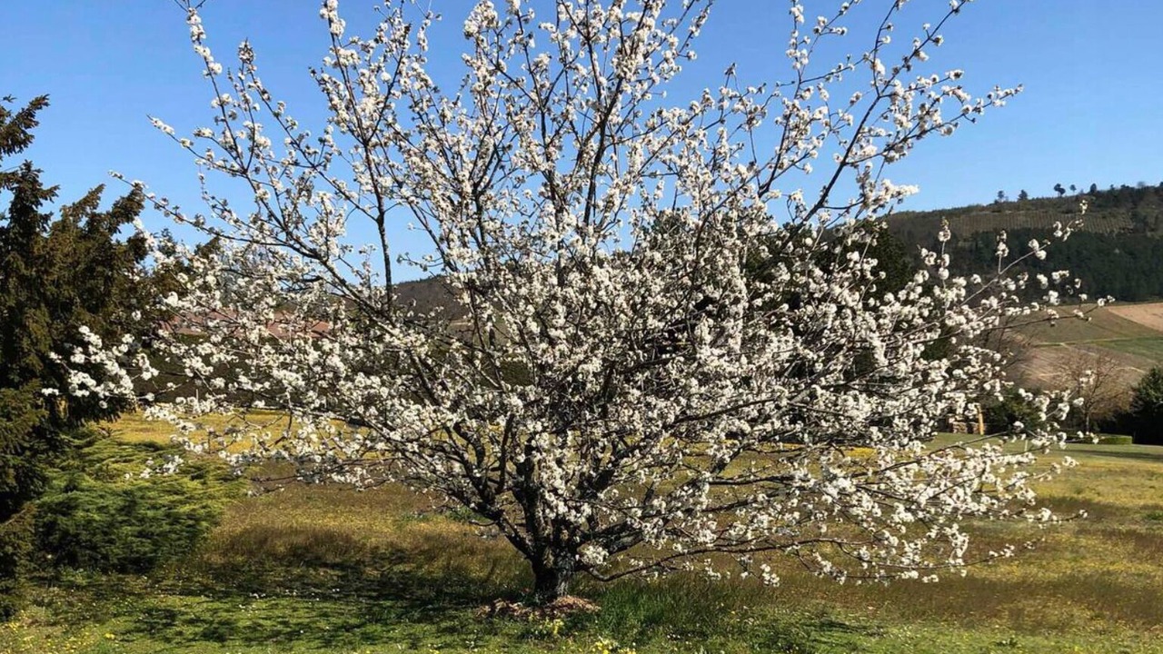 Photo of Outdoor in La Roche-Vineuse
