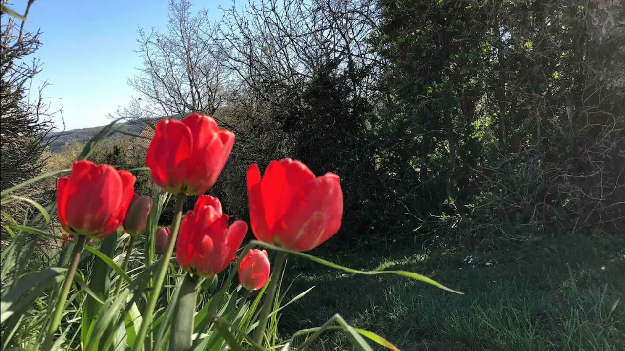 Photo of Outdoor in La Roche-Vineuse