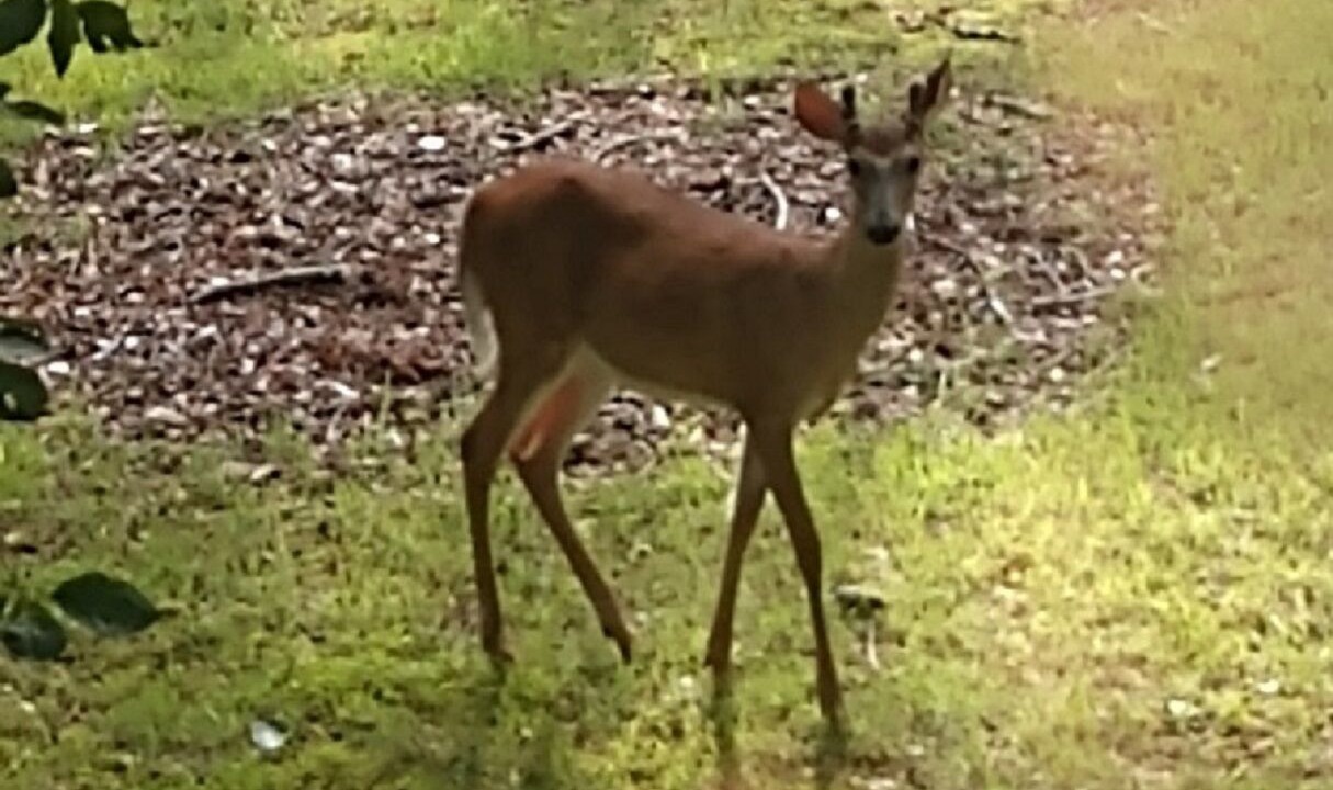 Photo of Outdoor in Fuquay-Varina