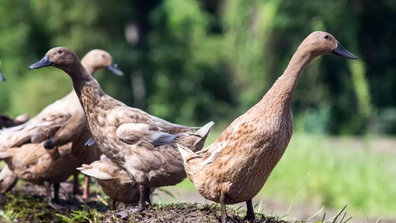 Photo of Outdoor in Pengosekan