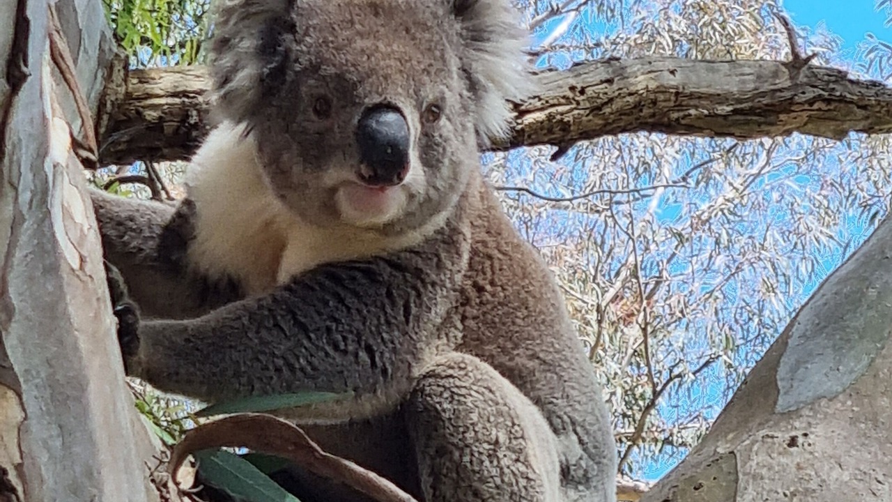 Photo of Outdoor in Beechworth