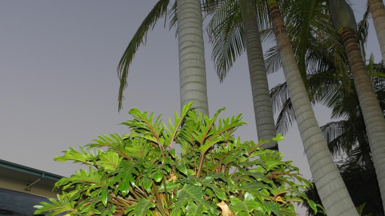 Photo of Outdoor in North Redondo