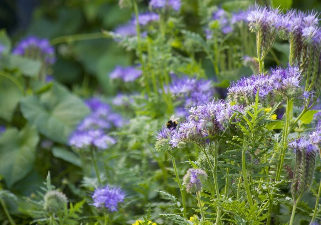 Photo of Outdoor in Barns Green