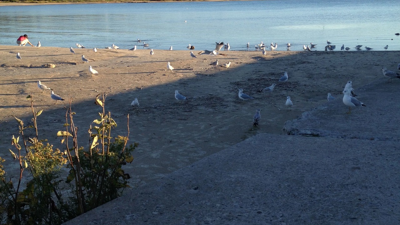 Photo of Others in Port Elgin