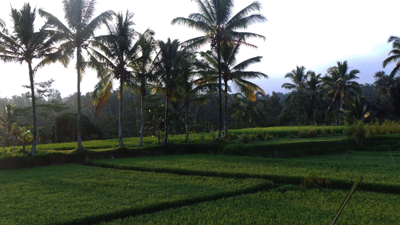 Photo of Others in Tegallalang