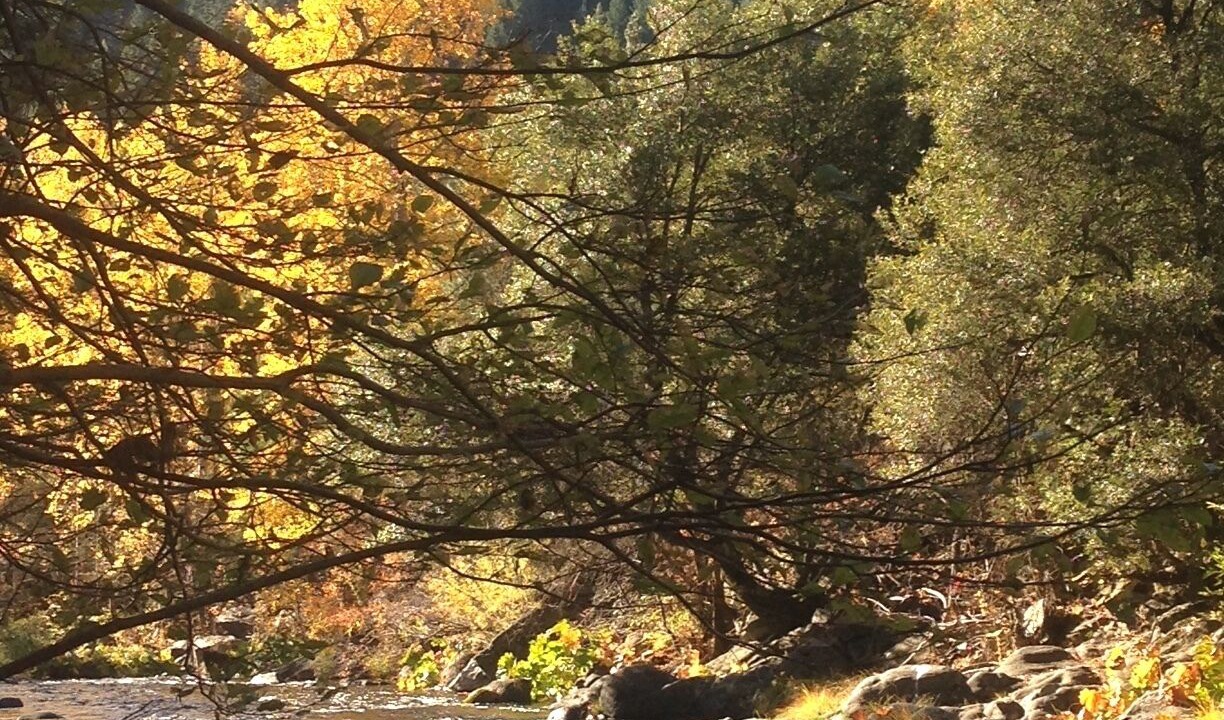 Photo of Others in Dunsmuir