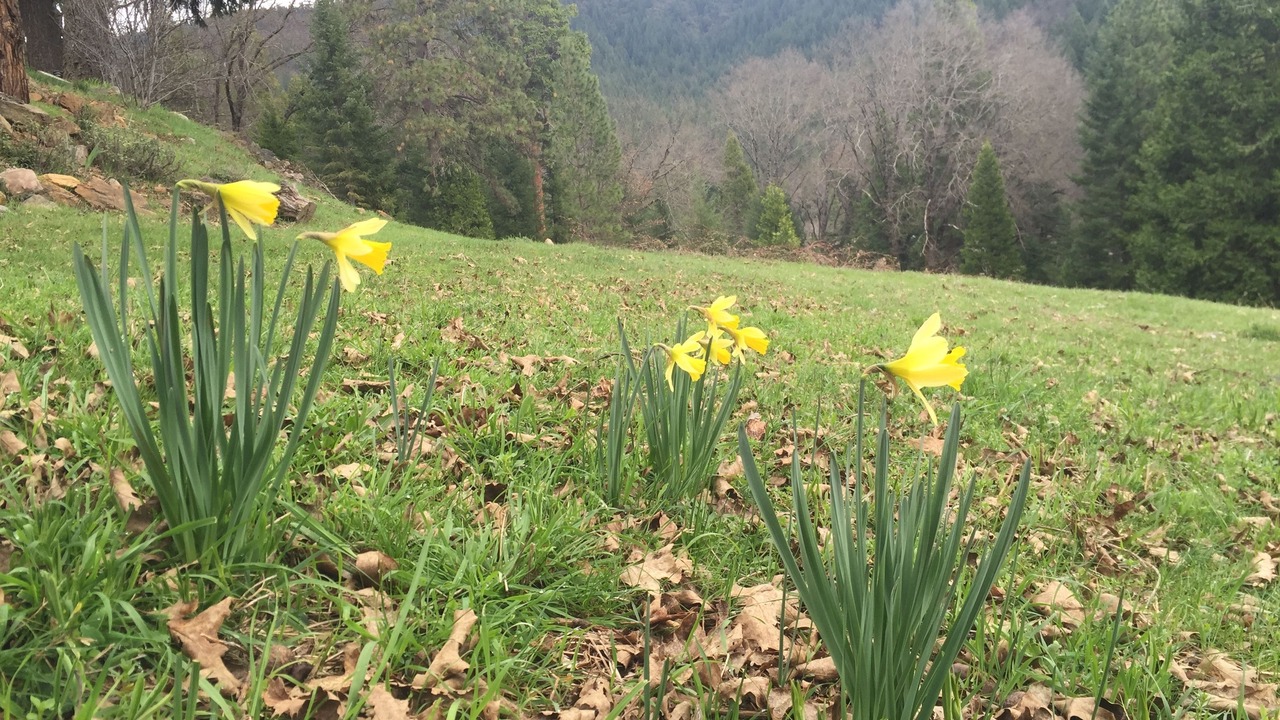 Photo of Others in Dunsmuir