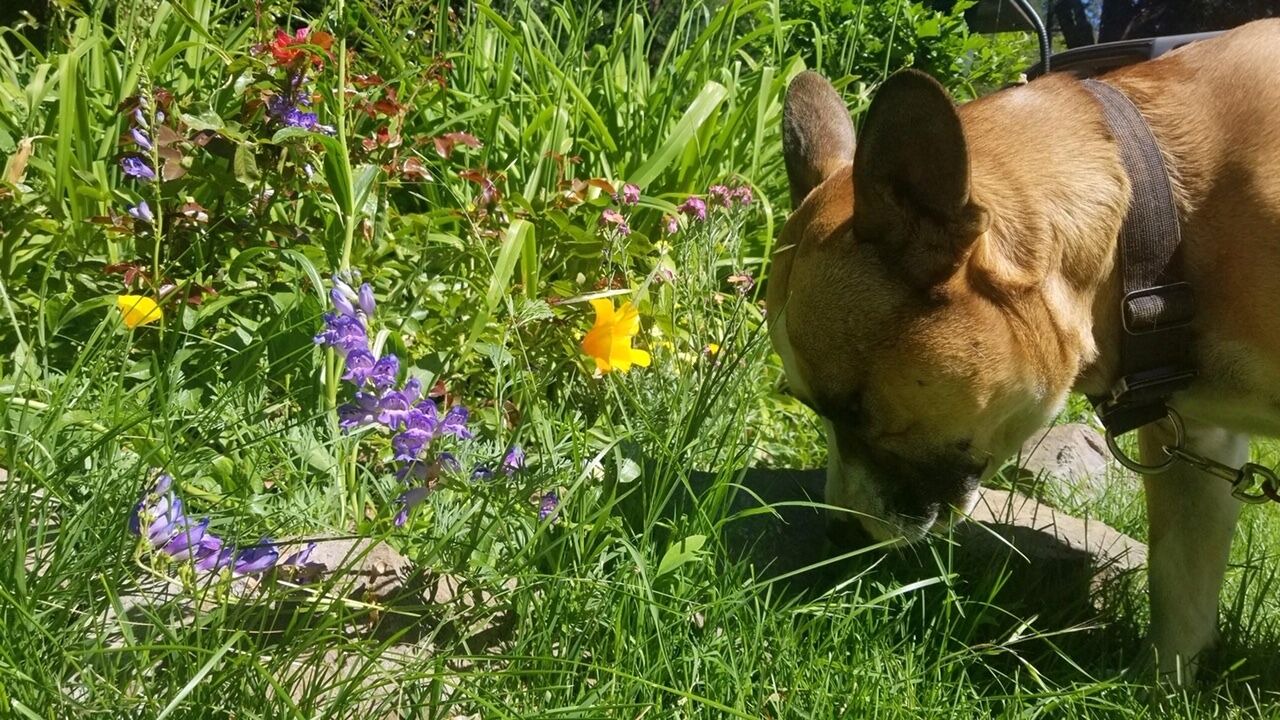 Photo of Outdoor in Dunsmuir