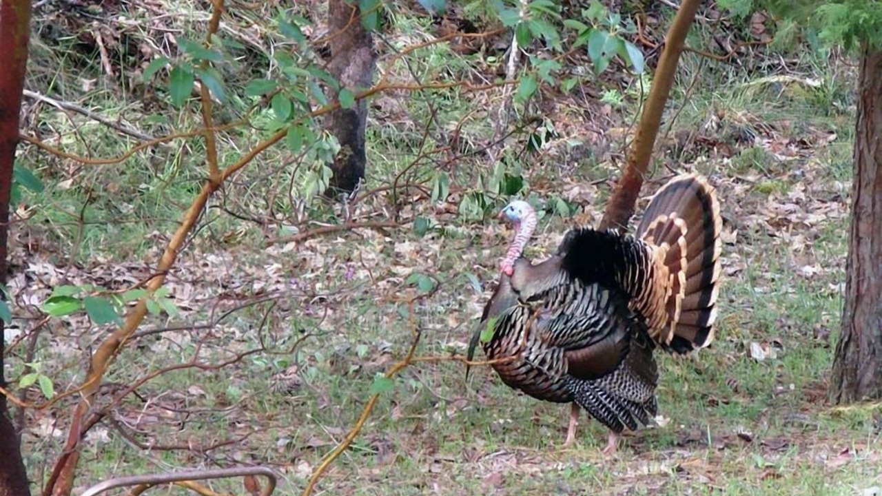 Photo of Outdoor in Shady Cove