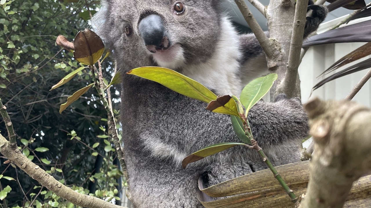 Photo of Outdoor in Apollo Bay