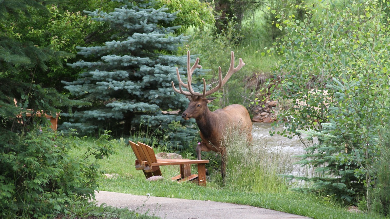 Photo of Outdoor in Estes Park