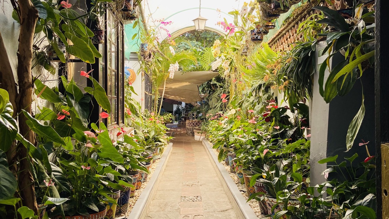 Photo of Others in Central Cuernavaca