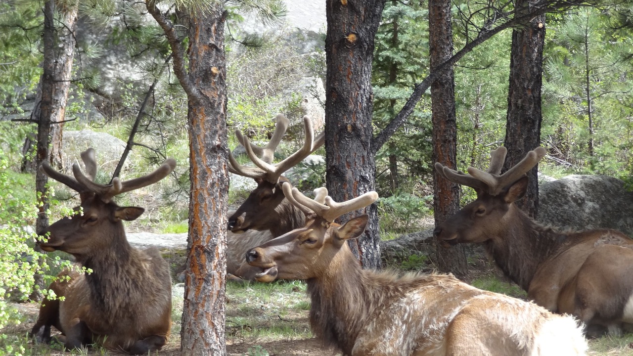 Photo of Outdoor in Estes Park