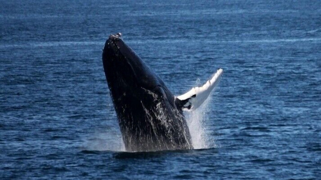 Photo of Others in Bar Harbor