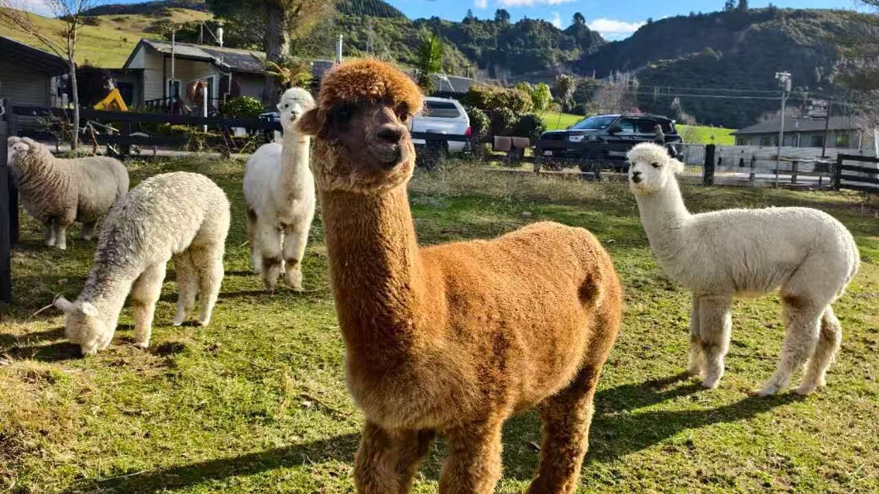 Photo of Others in Ngongotaha