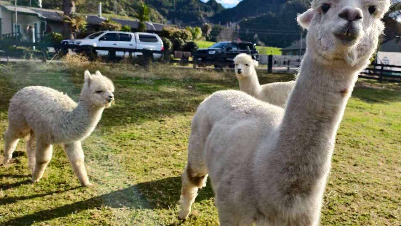 Photo of Others in Ngongotaha