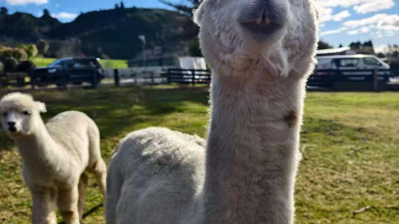 Photo of Others in Ngongotaha