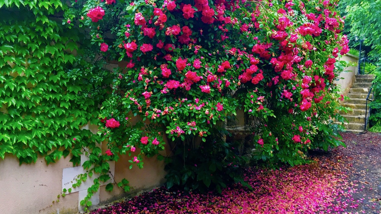 Photo of Outdoor in Tournon-Saint-Pierre