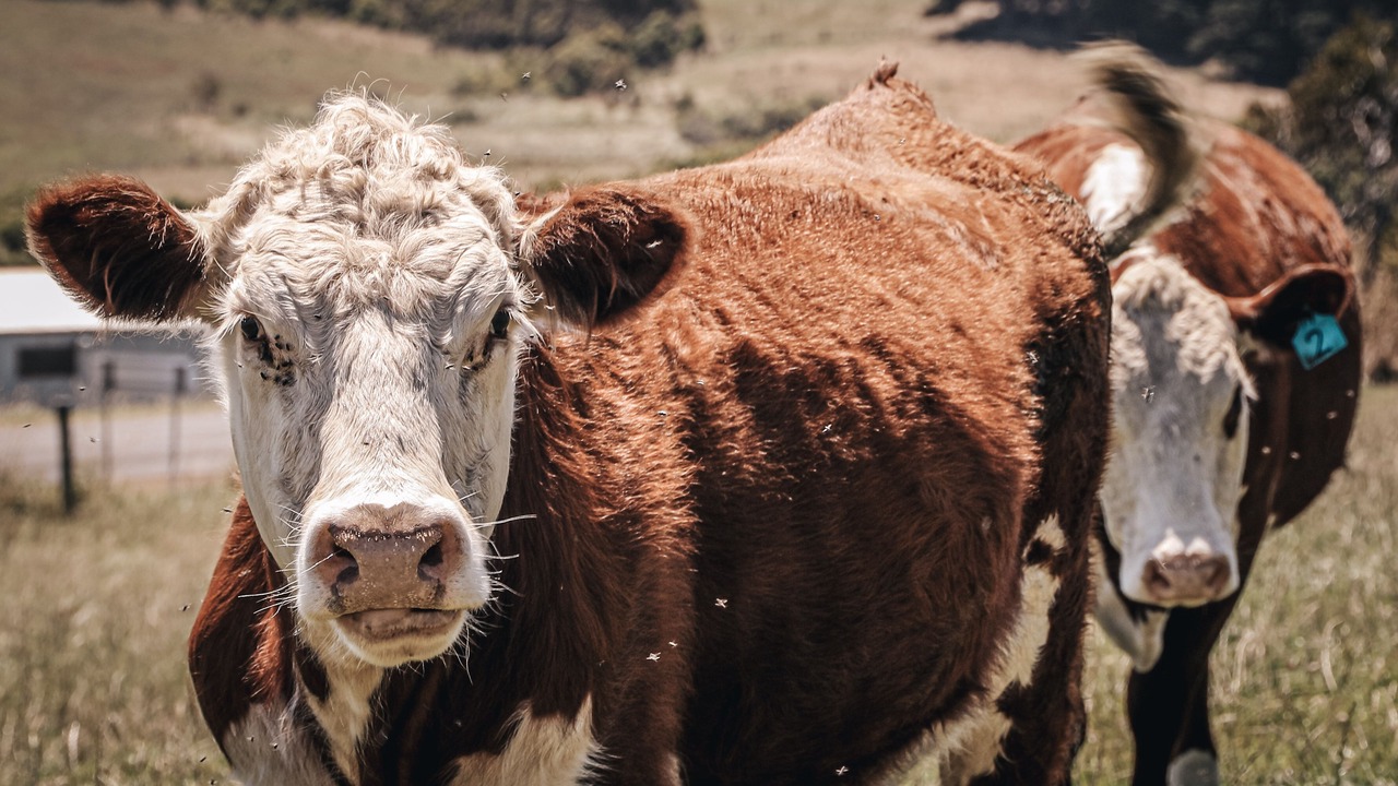 Photo of Outdoor in Port Campbell