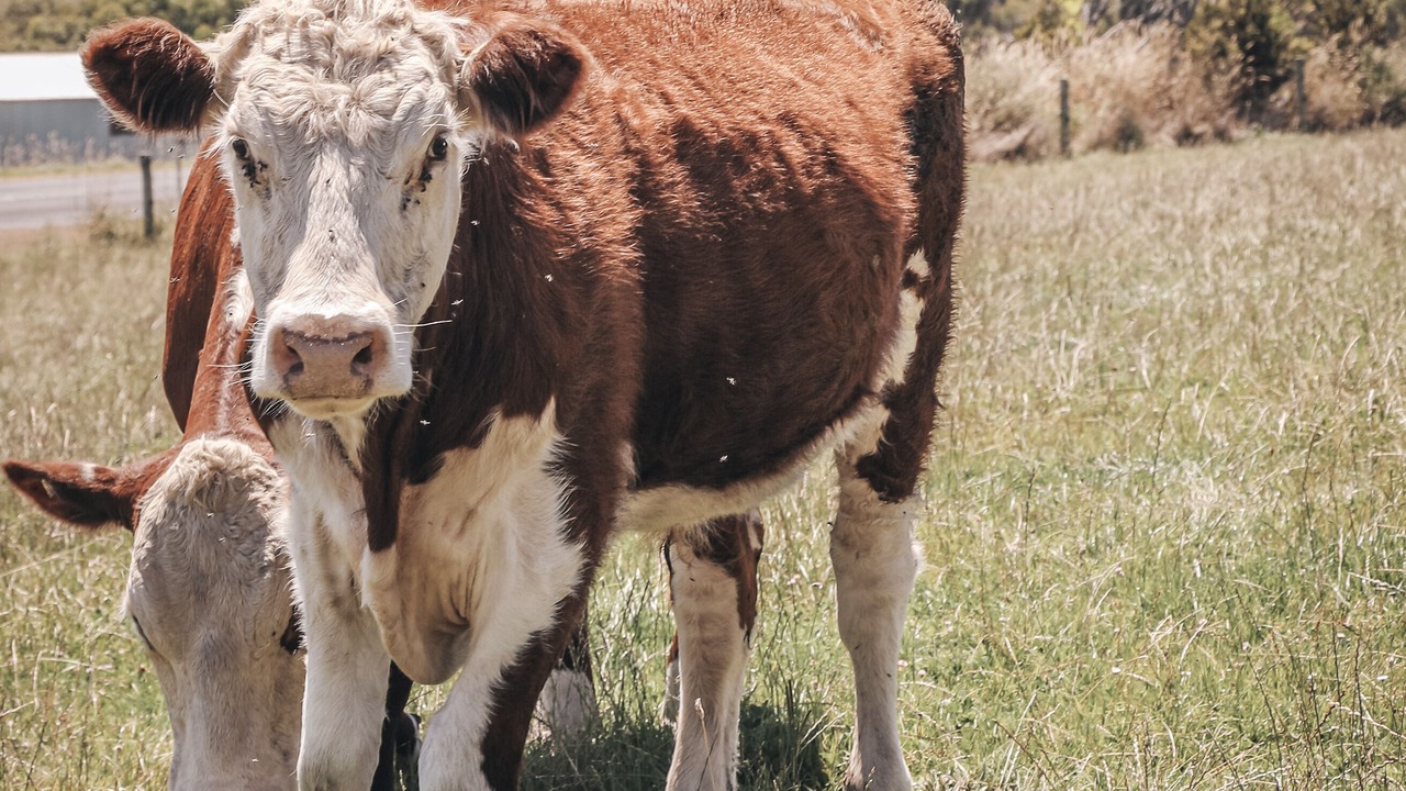 Photo of Outdoor in Port Campbell