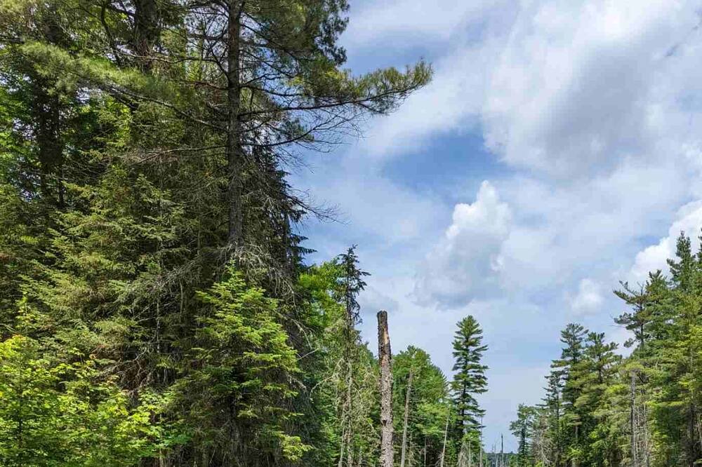 Photo of Outdoor in Algonquin Highlands