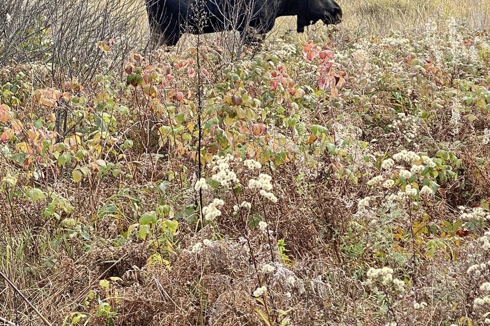 Photo of Others in Algonquin Highlands