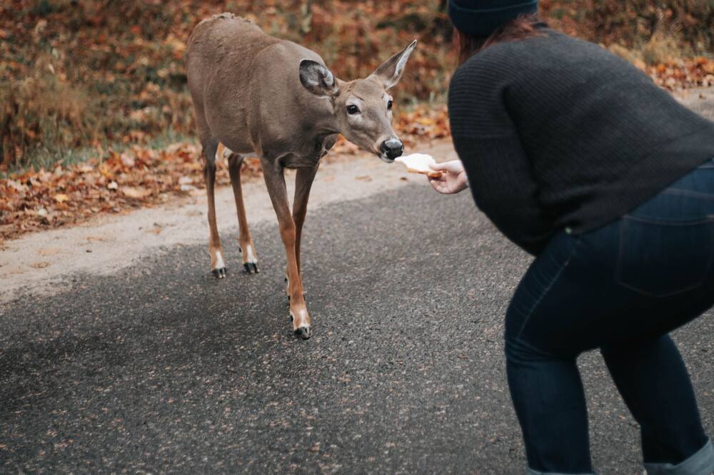 Photo of Others in Haliburton