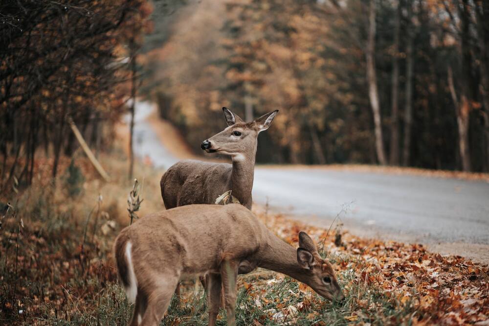 Photo of Others in Haliburton