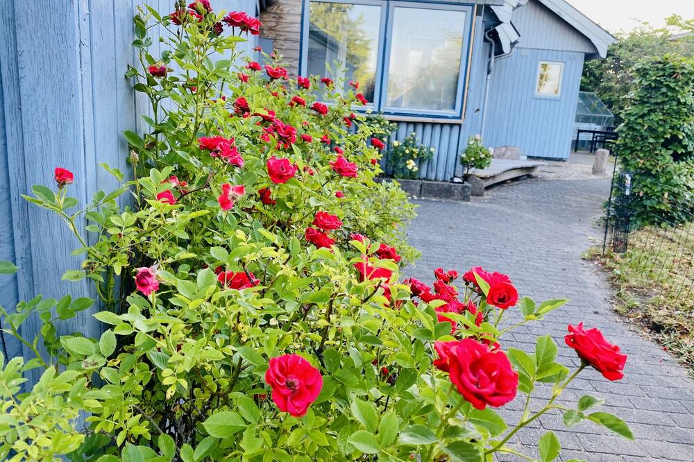 Photo of Outdoor in Vejlby Risskov