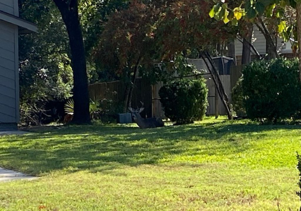 Photo of Outdoor in Walden on Lake Conroe