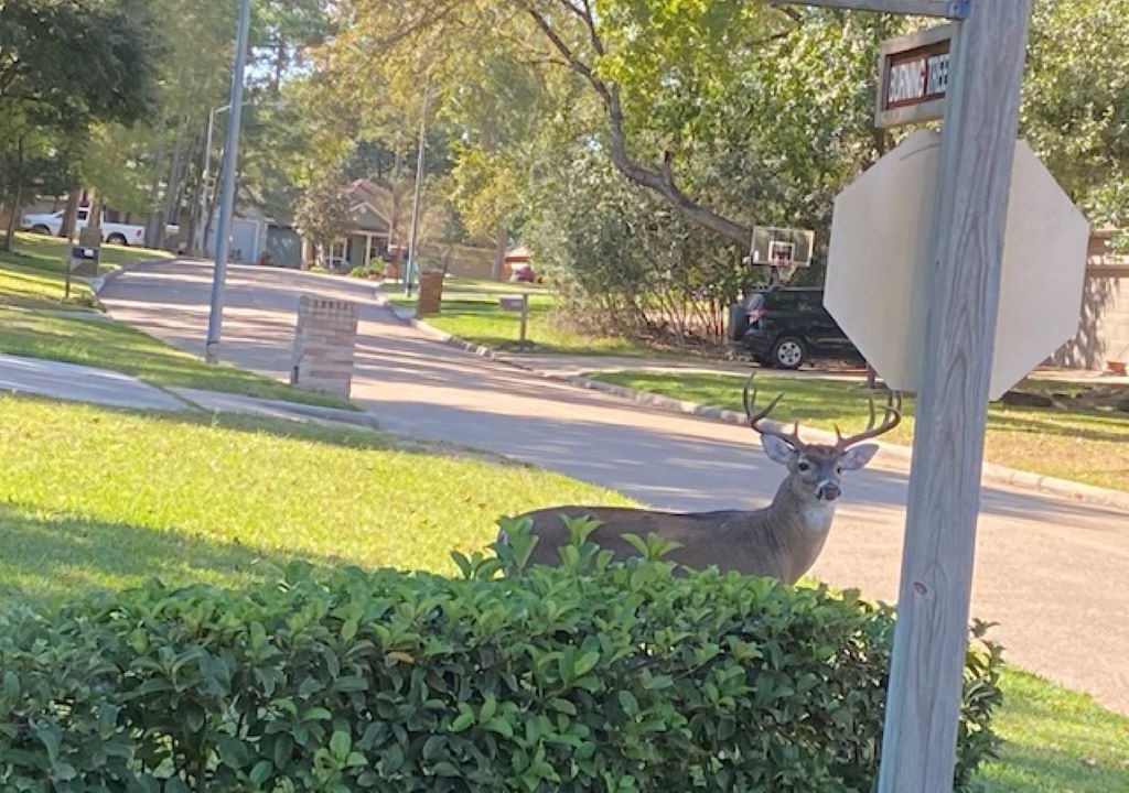 Photo of Outdoor in Walden on Lake Conroe
