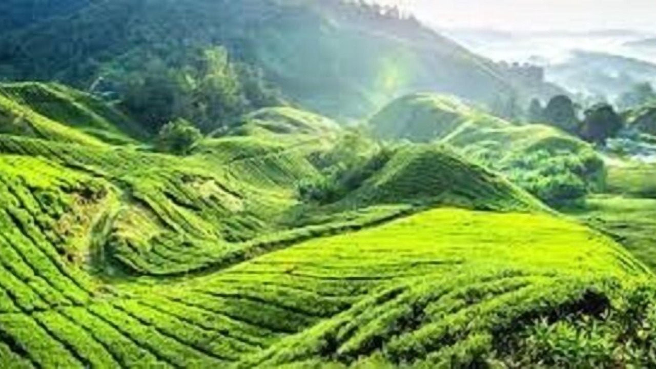 Photo of Outdoor in Brinchang