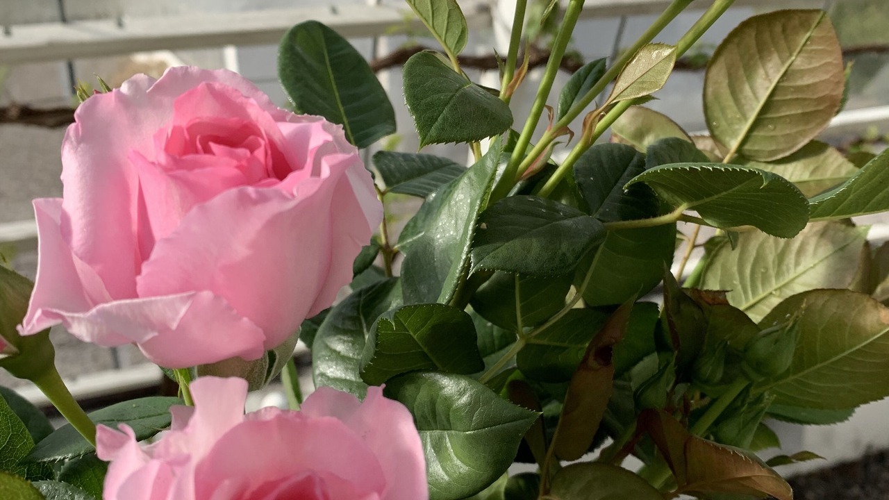 Photo of Outdoor in Hadsund