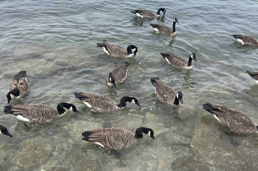 Photo of Others in Sheffield Lake