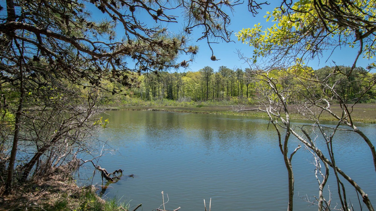 Photo of Others in West Dennis