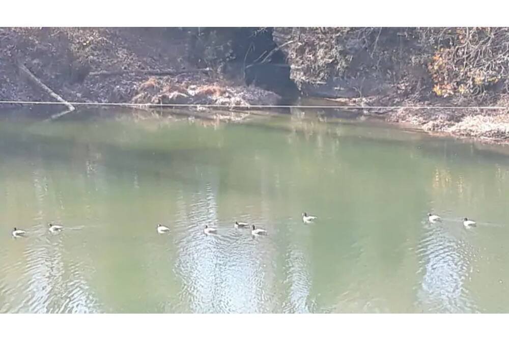 Photo of Others in Waynesboro