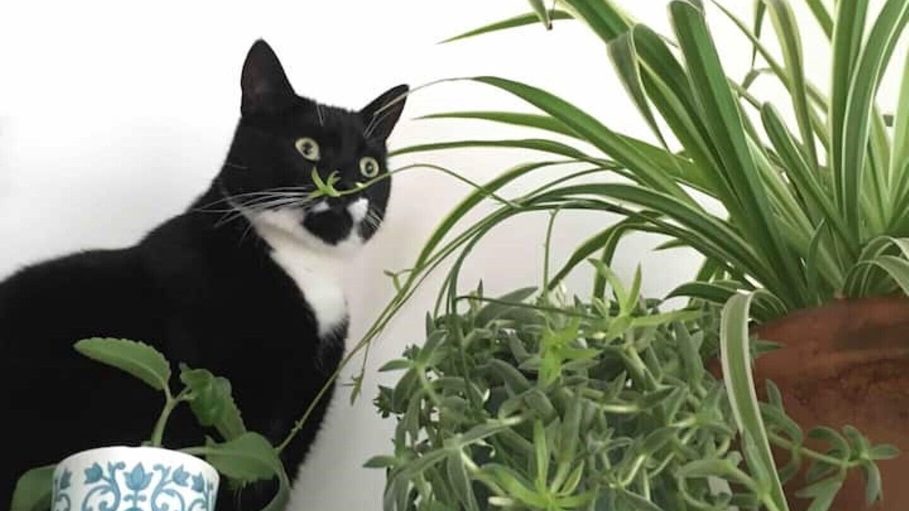 Photo of Others in Portobello