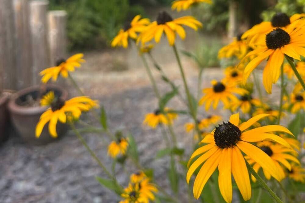 Photo of Others in Sedlescombe