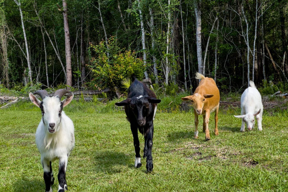 Photo of Outdoor in Waldo