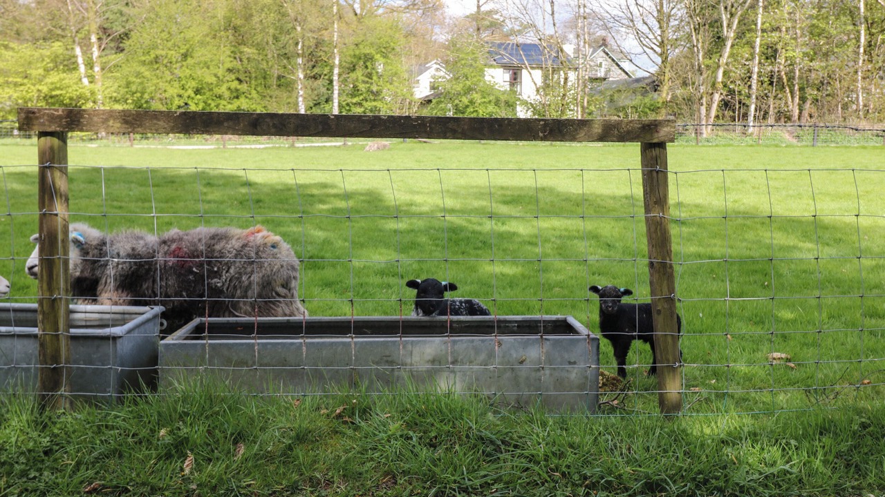 Photo of Others in Grasmere