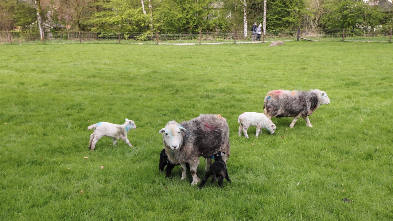 Photo of Others in Grasmere