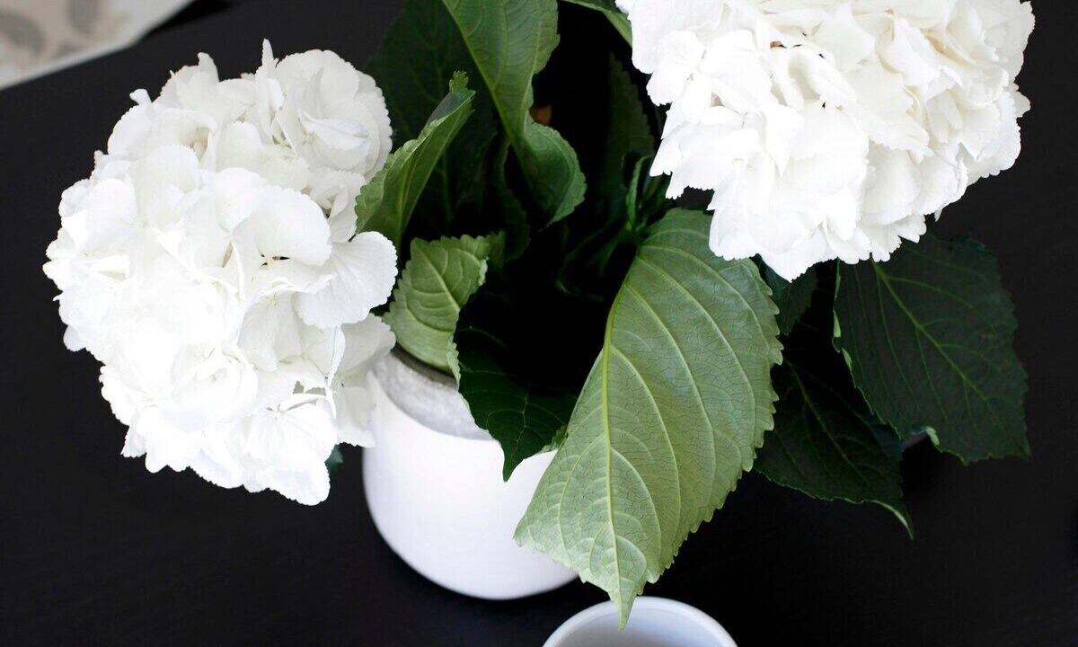 Photo of Others in Fleurie