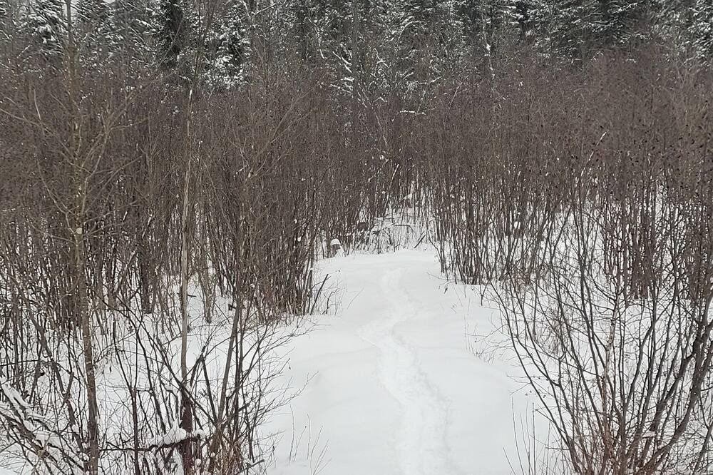Photo of Others in Searchmont