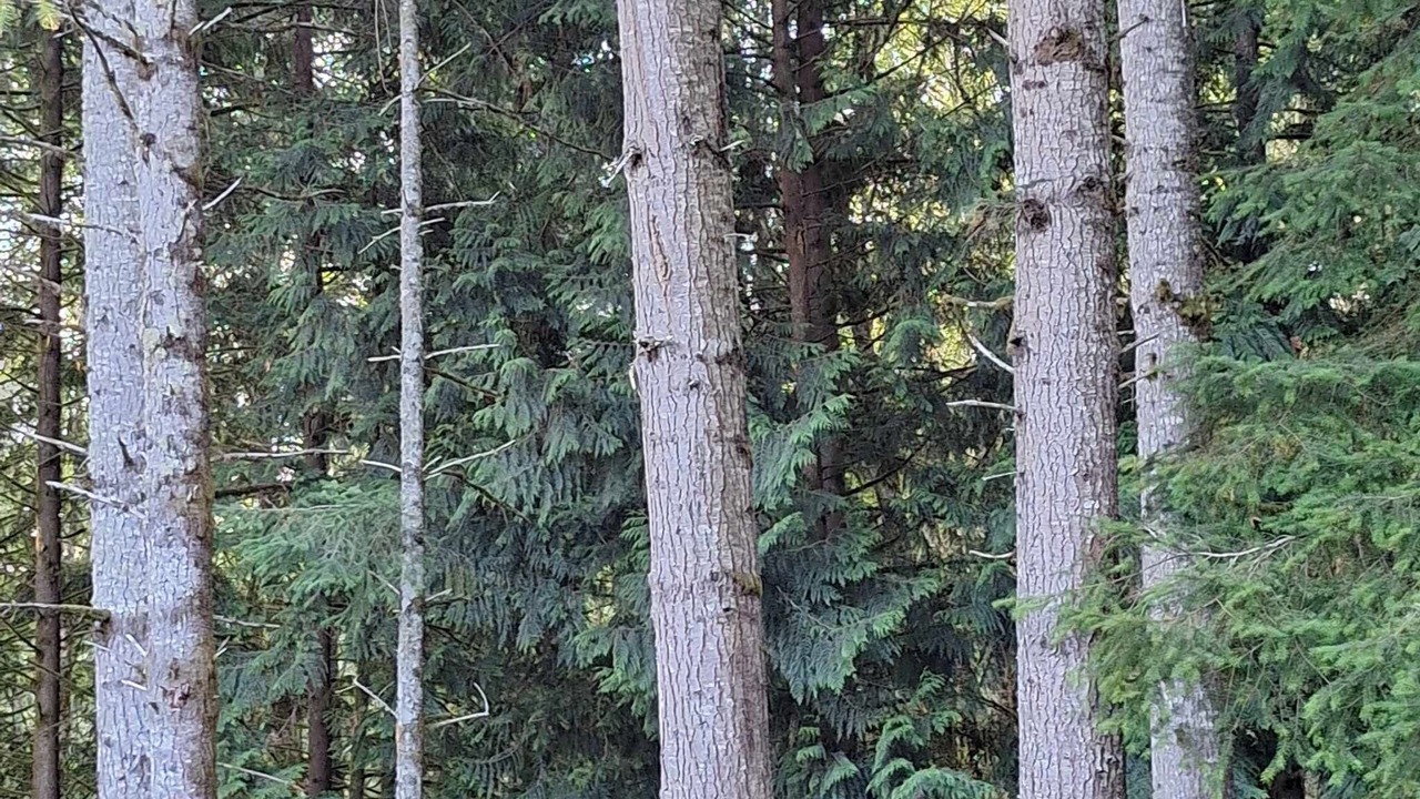 Photo of Others in Clatskanie