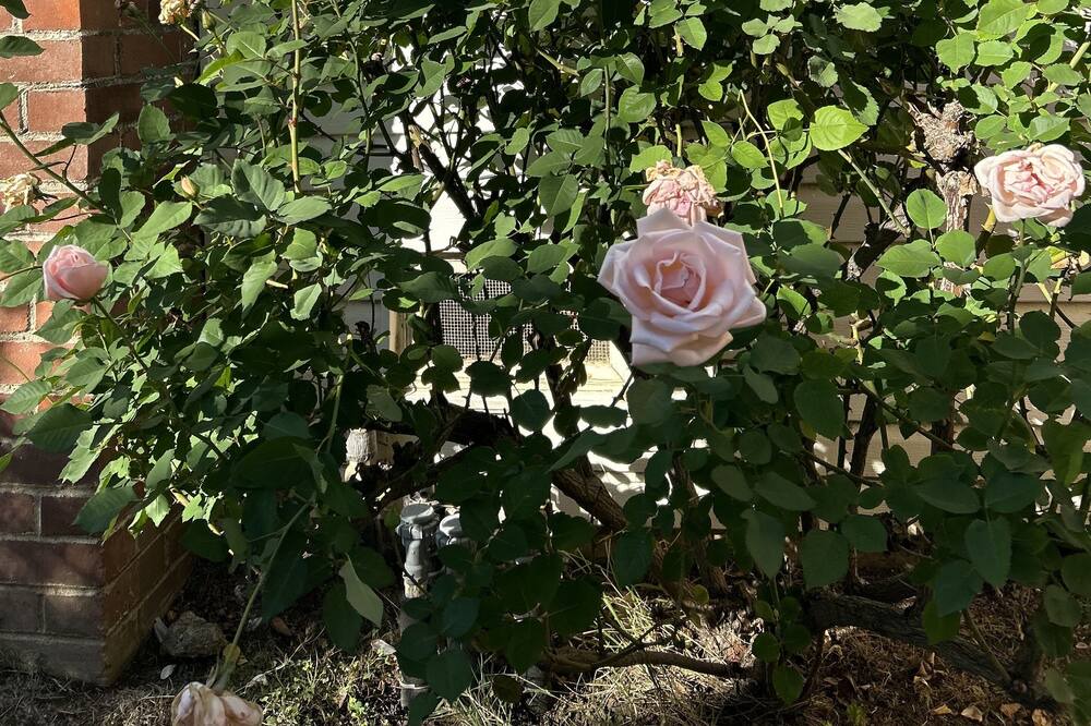 Photo of Others in Central Davis