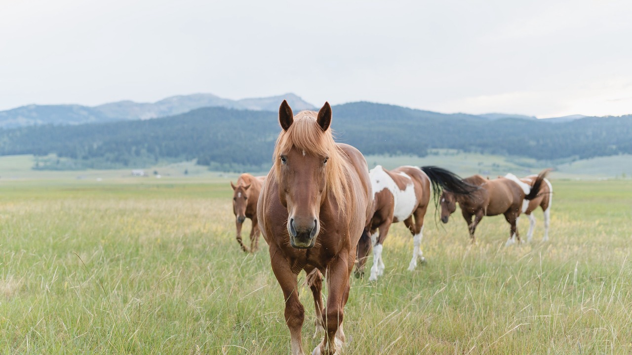 Photo of Others in Livingston